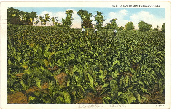 A Southern Tobacco Field - Carey's Emporium