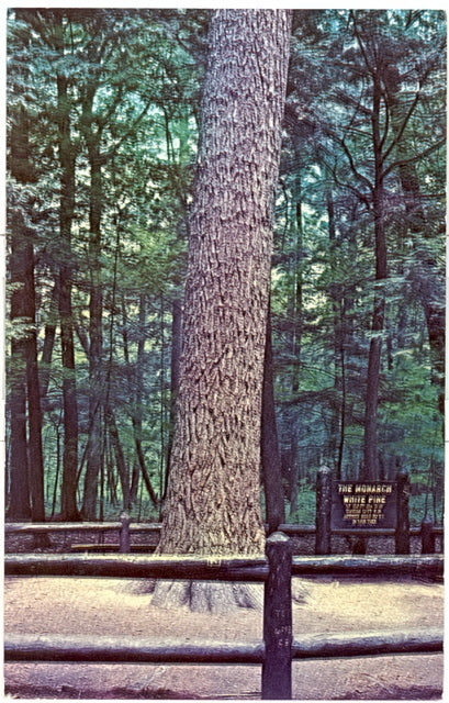 The Monarch White Pine, Hartwick Pines State Park, Grayling, MI - Carey's Emporium