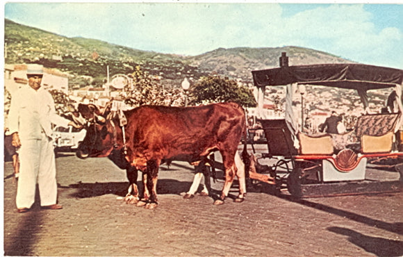 Bullock Car, Funchal, Madeira - Carey's Emporium
