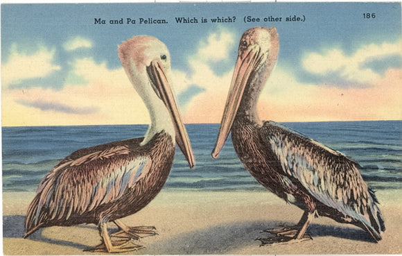 Ma and Pa Pelican. Which is which? - Carey's Emporium