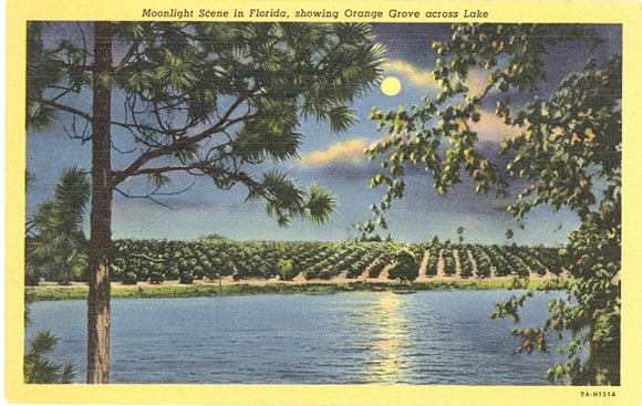 Moonlight Scene in Florida, showing Orange Groves across Lake - Carey's Emporium