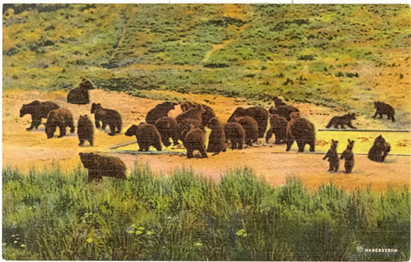 Grizzly Bears Feeding in Yellowstone National Park - Carey's Emporium