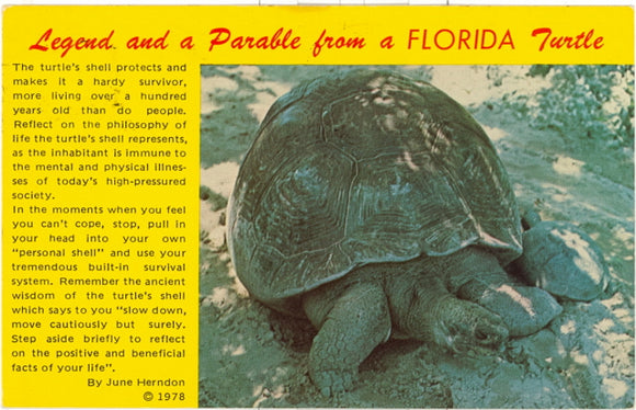 Legend and a Parable from a Florida Turtle - Carey's Emporium