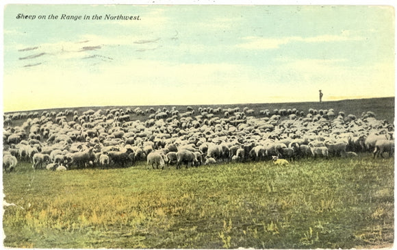 Sheep on the Range in The Northeast - Carey's Emporium