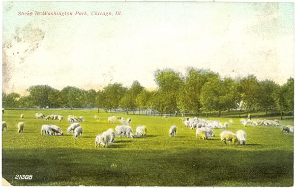 Sheep in Washington Park, Chicago, IL - Carey's Emporium