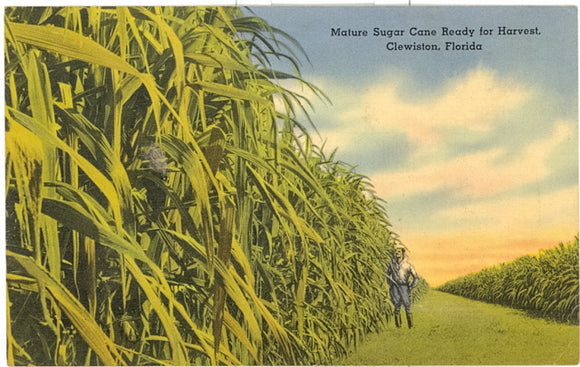 Mature Sugar Cane Ready For Harvest, Clewiston, FL - Carey's Emporium