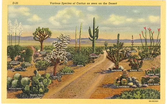 Various Species of Cactus as seen in the Desert - Carey's Emporium