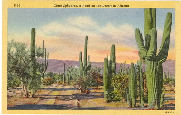 Giant Sahuaros, A Road on the Desert in Arizona - Carey's Emporium