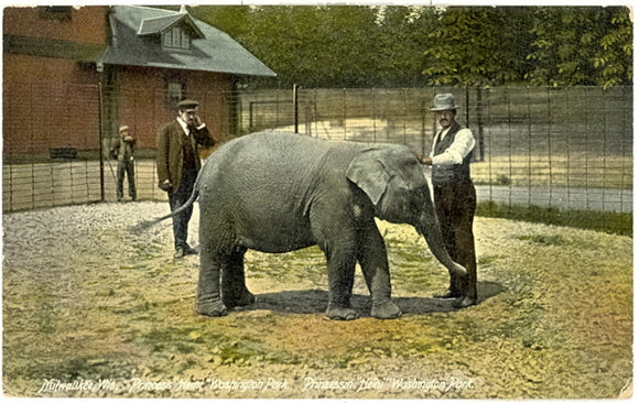Washington Park Elephant Princess Heini, Milwaukee, WI - Carey's Emporium