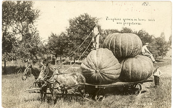 Pumpkins Grown In Iowa Soil Are Profitable, Kensett, IA - Carey's Emporium