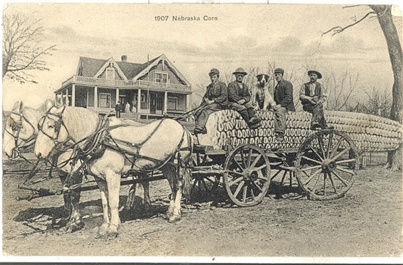 Nebraska Corn, Tilden, NE Exaggeration - Carey's Emporium