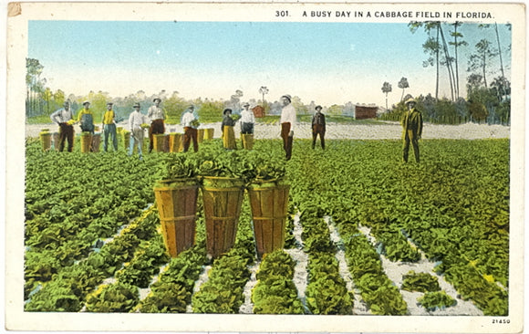 A Busy Day In A Cabbage Field In Florida - Carey's Emporium