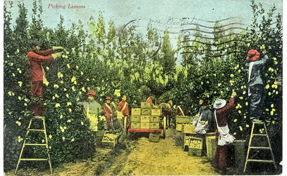 Picking Lemons, Los Angeles, CA - Carey's Emporium