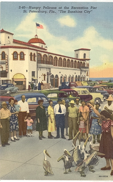 Hungry Pelicans at the Recreation Pier, St. Petersburg, FL - Carey's Emporium