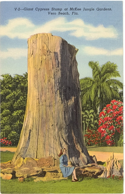 Giant Cypress Stump at McKee Jungle Gardens, Vero Beach, FL - Carey's Emporium