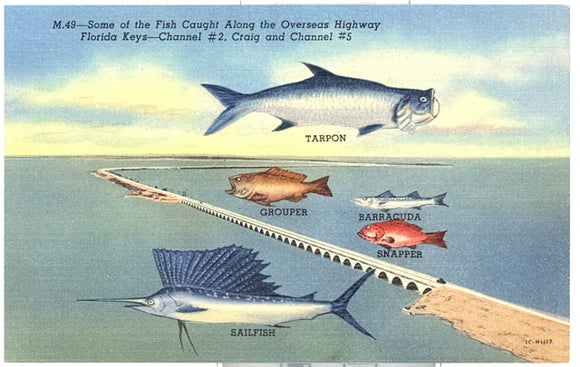 Some of the Fish Caught Along the Overseas Highway Florida Keys - Carey's Emporium
