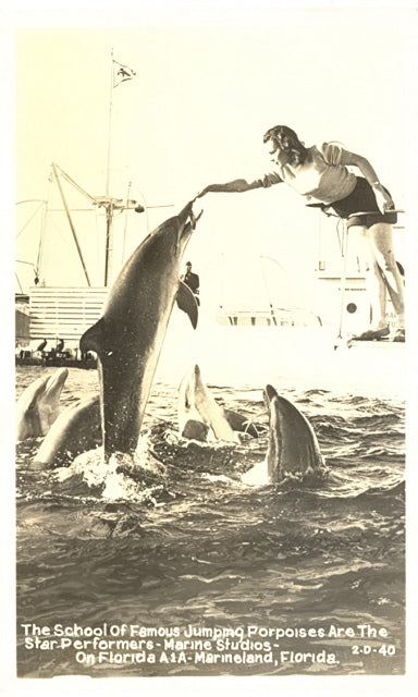The School of Famous Jumping Porpoises Are The Star Performers, Marine Studios, On Florida A1A, Marineland, FL - Carey's Emporium