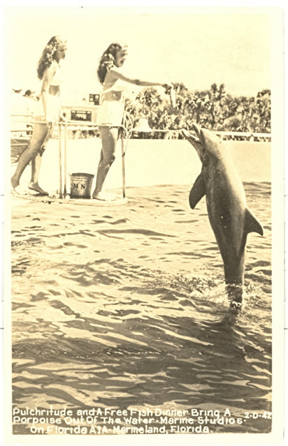 Pulchritude and A Free Fish Dinner Bring A Porpoise Out Of The Water, Marine Studios, On Florida A1A, Marineland, FL - Carey's Emporium