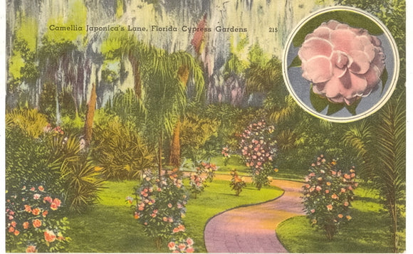Camellia Japonica's Lane, Cypress Gardens, FL - Carey's Emporium