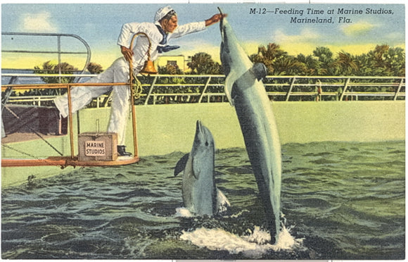 Feeding Time at Marine Studios, Marineland, FL - Carey's Emporium