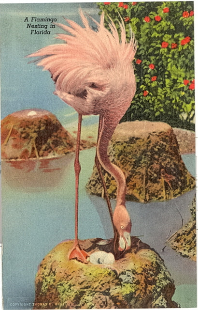 A Flamingo Nesting in Florida - Carey's Emporium