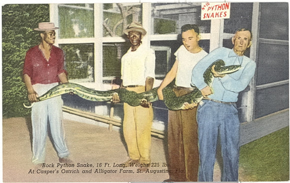Rock Python Snake, 16 ft. Long, Weighs 225 lbs. At Casper's Ostrich and Alligator Farm, St. Augustine, FL - Carey's Emporium