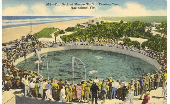 Top Deck at Marine Studios' Feeding Time, Marineland, FL - Carey's Emporium