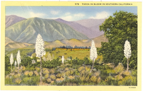 Yucca In Bloom In Southern California - Carey's Emporium