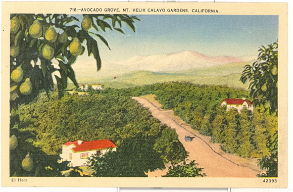 Avacado Grove, Mt. Helix Calavo Gardens, CA - Carey's Emporium
