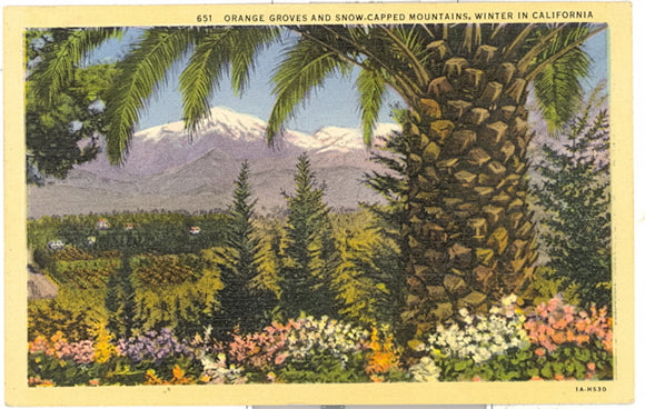 Orange Groves and Snow-Capped Mountains, Winter, in California - Carey's Emporium