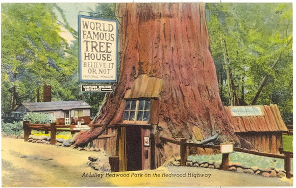 At Lilley Redwood Park on the Redwood Highway - Carey's Emporium