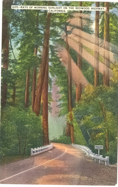 Rays of Morning Sunlight on the Redwood Highway, CA - Carey's Emporium