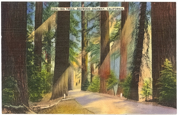 Big Trees, Redwood Highway, CA - Carey's Emporium