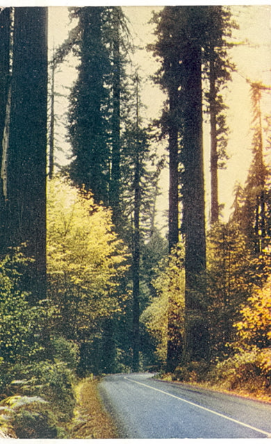 Highway 101, Redwood Highway, CA - Carey's Emporium