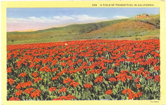 A Field of Poinsettias in California - Carey's Emporium