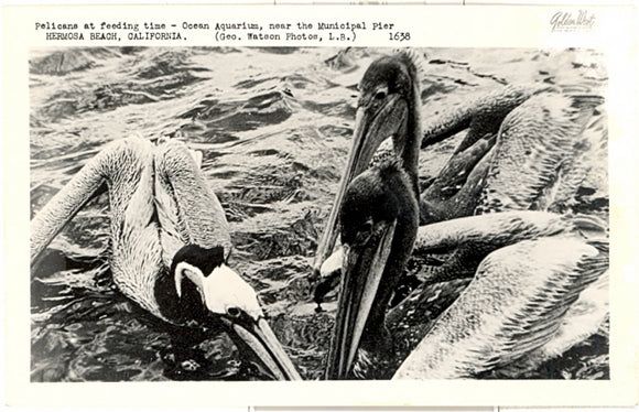 Pelicans at feeding time, Ocean Aquarium, near the Municipal Pier, Hermosa Beach, CA - Carey's Emporium