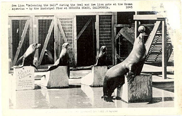 Seal and Sea Lion Acts at the Ocean Aquarium, by the Municipal Pier at Hermosa Beach, CA - Carey's Emporium