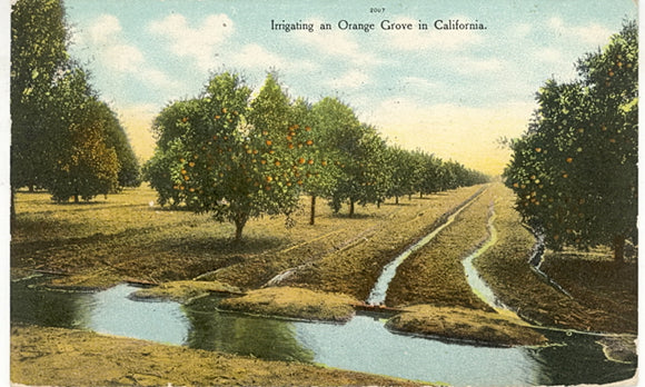 Irrigating an Orange Grove in California - Carey's Emporium