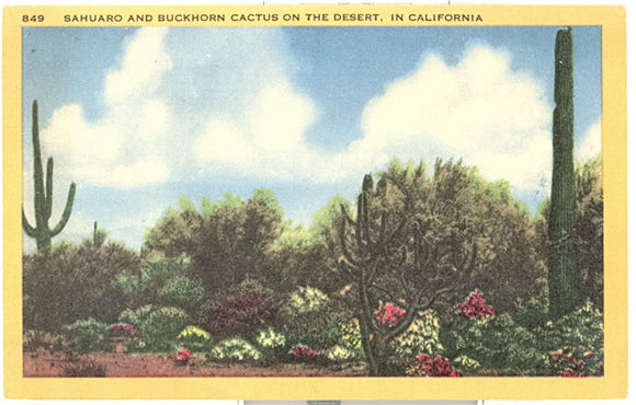 Sahuaro and Buckhorn Cactus on the Desert, in California - Carey's Emporium