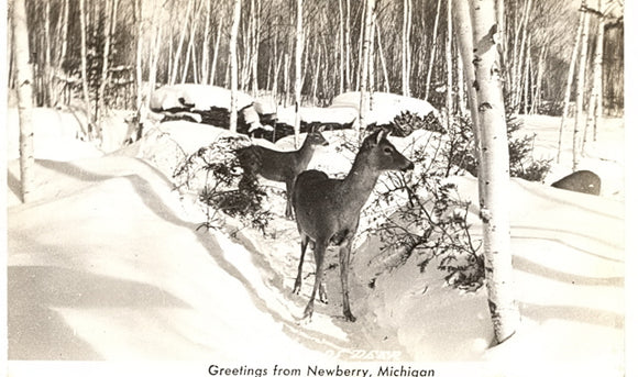 Greetings from Newberry, MI - Carey's Emporium