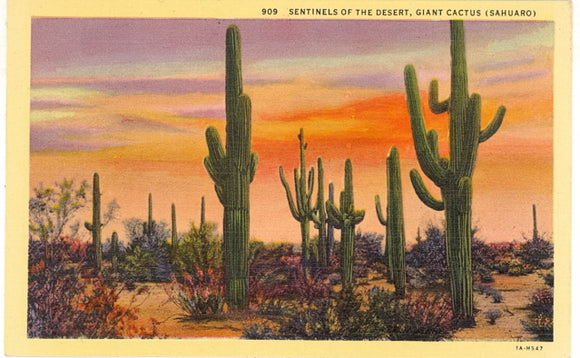 Sentinels of the Desert, Giant Cactus, Sahuaro - Carey's Emporium