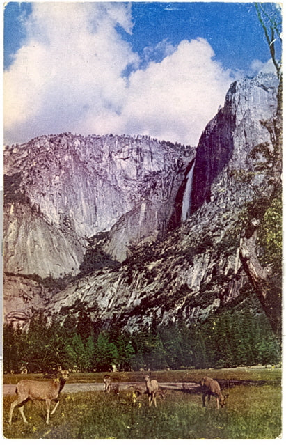 Deer in Yosemite Valley, Yosemite National Park - Carey's Emporium