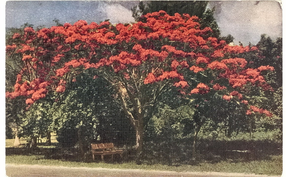 A Royal Poinciana Tree in Florida - Carey's Emporium