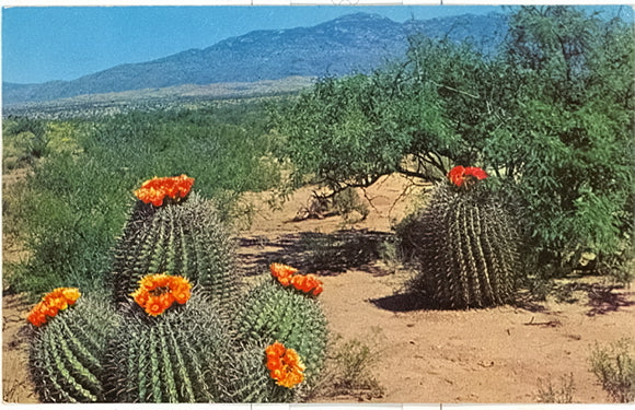 Barrel Cactus on the Desert, NM - Carey's Emporium