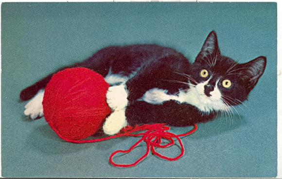 Playful Cat with Yarn - Carey's Emporium