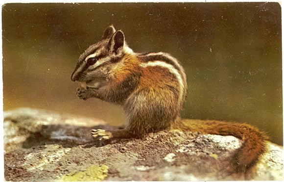 Greetings From The Lake Mohonk Mountain House, Mohonk Lake, NY - Carey's Emporium