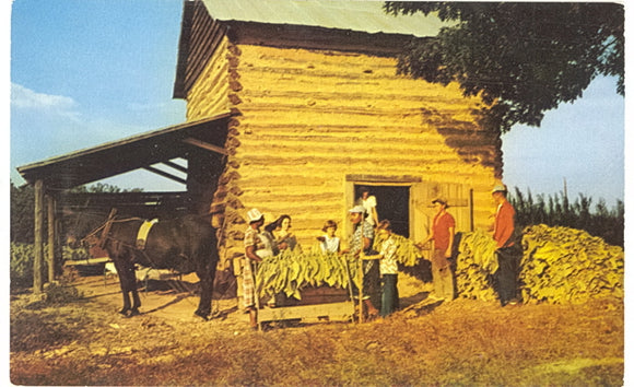 Stringing Tobacco at Harvest Time - Carey's Emporium