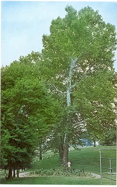 Ancient Tree, New Lexington, OH - Carey's Emporium