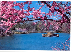 The Redbud, Oklahoma State Tree, Beautiful Swan Lake, 17th and Utica, Tulsa, OK - Carey's Emporium