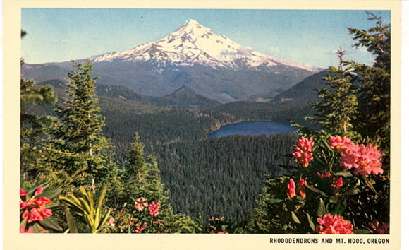 Rhododendrons and Mt. Hood, OR - Carey's Emporium